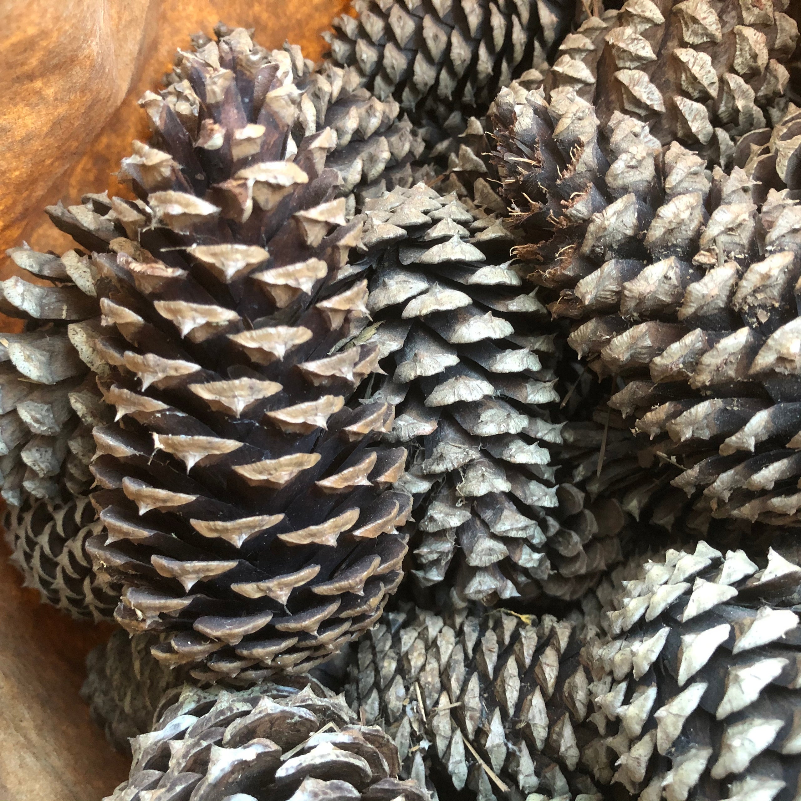 Pine Cones Cinnamon Naturally scented Essential Oils Thanksgiving 